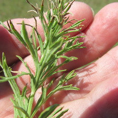 Dyschoriste linearis