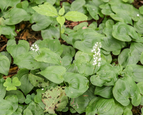 May Lily (Maianthemum bifolium)