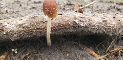 Lentinula boryana