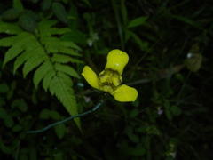 Trimezia martinicensis