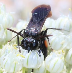 Stizoides renicinctus