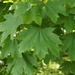 Norway Maple - Photo (c) Sara Rall, some rights reserved (CC BY-NC), uploaded by Sara Rall
