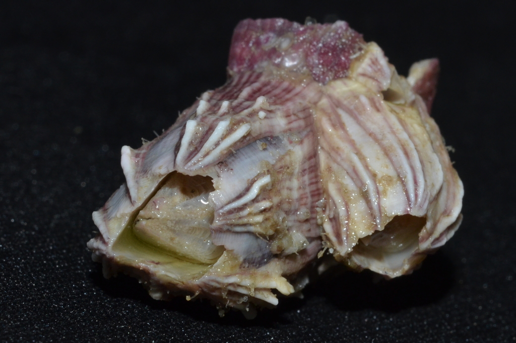 Megabalanus vesiculosus