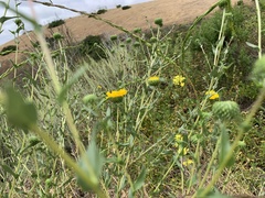 Grindelia