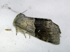 Gluphisia lintneri