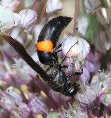 Stizoides renicinctus