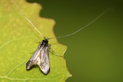 Adelidae