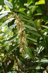 Leucothoe