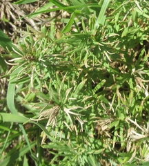 Dyschoriste linearis