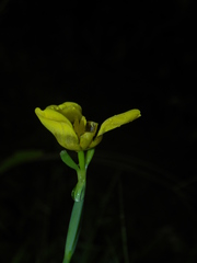 Trimezia martinicensis