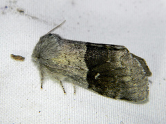 Gluphisia lintneri