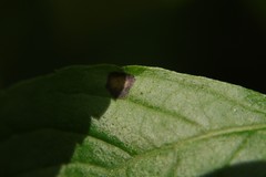 Asteromella clethrae