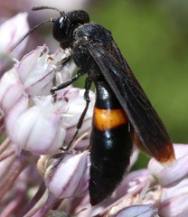 Stizoides renicinctus