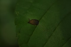 Asteromella clethrae