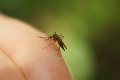 Aedes canadensis