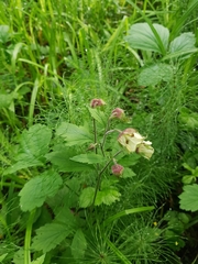 Geum rivale