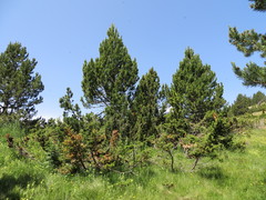 Pinus uncinata