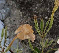 Ruellia metziae