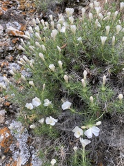 Linanthus watsonii