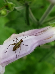 Phaneroptera nana