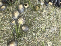 Siphonaria naufragum