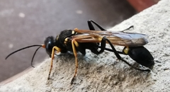 Sceliphron asiaticum