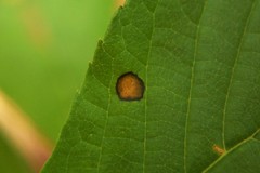 Asteromella clethrae