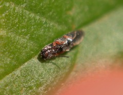 Limonius basilaris