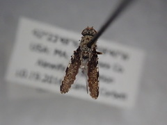 Callopistromyia strigula