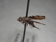 Callopistromyia strigula