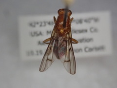 Dryomyzidae