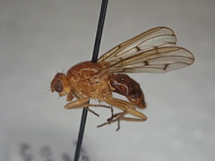 Dryomyzidae