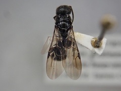 Pristepyris armiferus