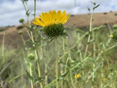 Grindelia