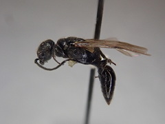 Pristepyris armiferus