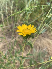 Grindelia