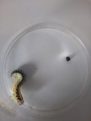 Cimbex quadrimaculatus