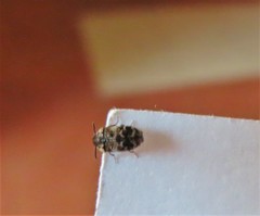 Trogoderma sternale aspericolle