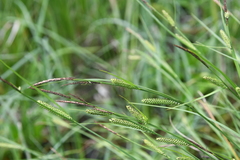 Carex nigra juncea