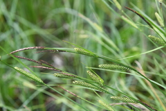 Carex nigra juncea