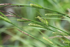 Carex nigra juncea