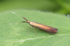 Coleophora mayrella