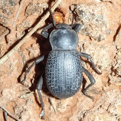 Cryptoglossa infausta