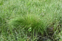 Carex nigra juncea