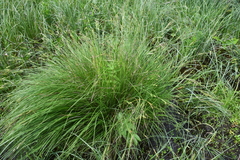 Carex nigra juncea