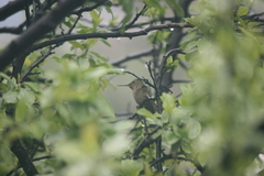 Sephanoides sephaniodes