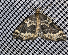 Ecliptopera silaceata