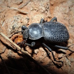 Cryptoglossa infausta