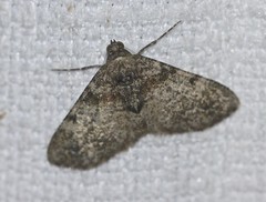 Syneora adelphodes