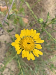 Grindelia